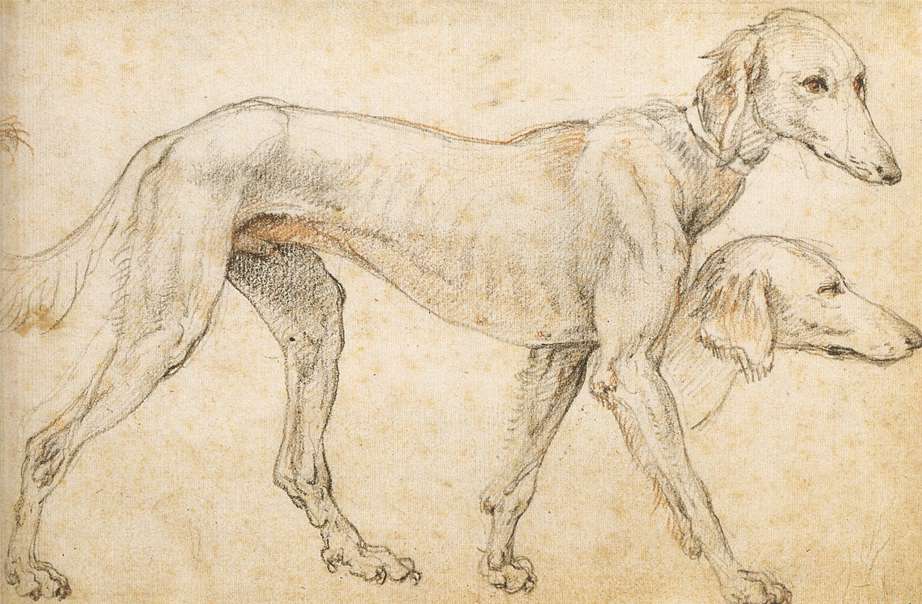 ZUCCARO Federico Studies of a Greyhound